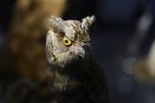 natuurmuseum brabant tilburg 1-2023 6139